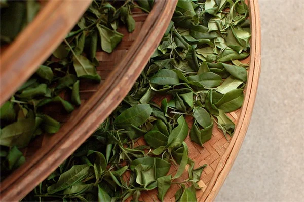 Landrace Varieties Explained: What They Are and Why They Matter