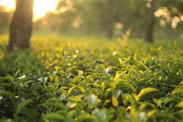 Chocolate Chip False Agave: My Proven Care Guide
