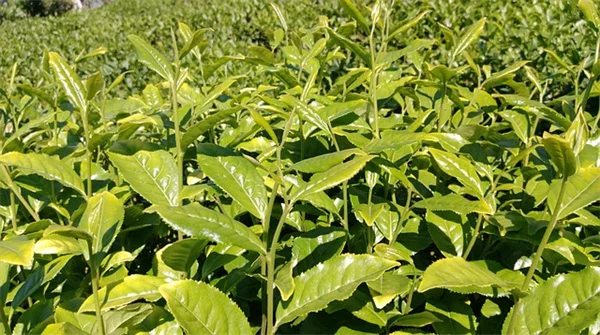 Is Waterweed Invasive? How to Grow Anacharis Safely