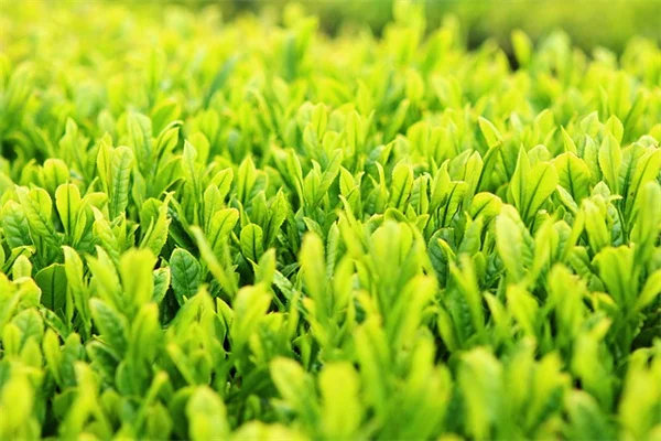 Harvest Herbs Like a Pro: Simple Tips for Peak Flavor